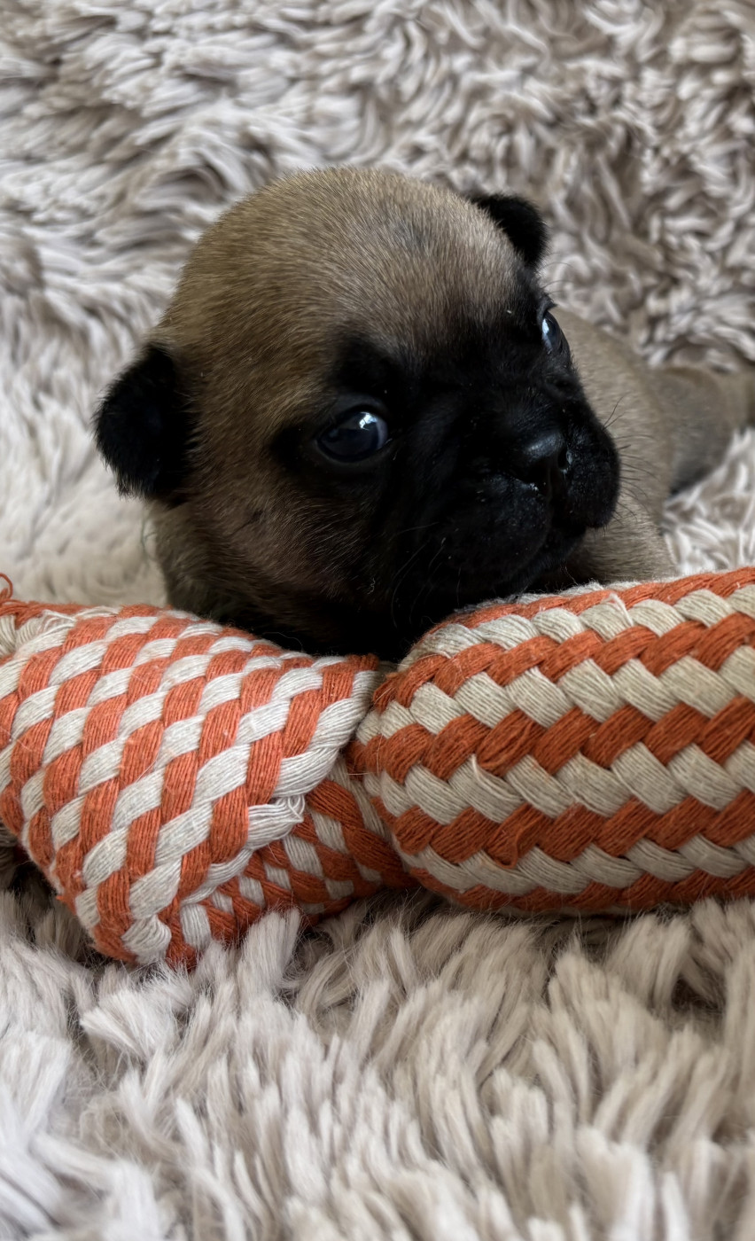Christoohe Moreau - Chiots disponibles - Bouledogue français