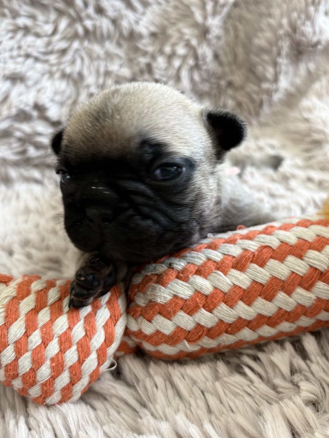 Christoohe Moreau - Chiots disponibles - Bouledogue français